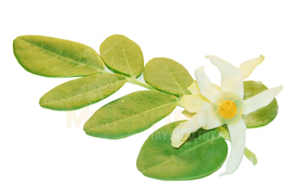 Drumstick Flower | Rich in Antioxidants & Supports Immunity