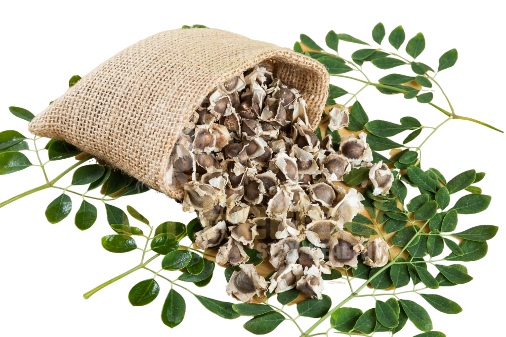 Drumstick Seeds | Natural Aphrodisiac & Vitality Booster