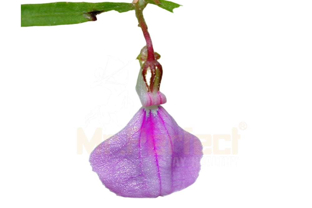 Hybanthus | Rich in Antioxidants & Supports Well-Being