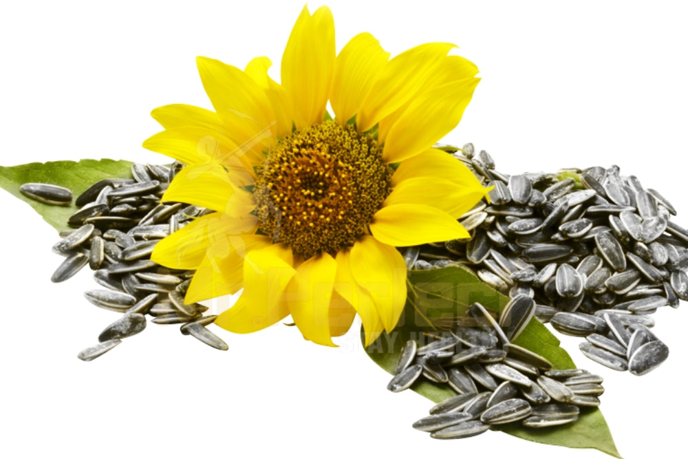 Fertility & Immunity, Sunflower Seeds | Nutrient-Rich for Heart & Immune Health